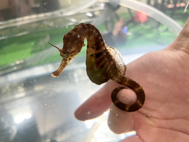 タツノオトシゴ（水族館）